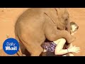 Baby elephant won't let woman go