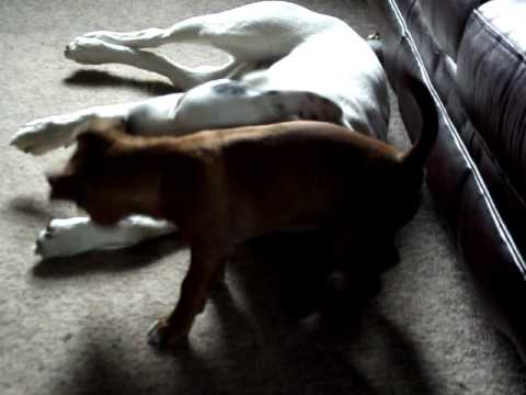 Manchester Jack Russell