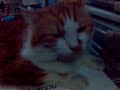 FLAT CAT - Eli pipih
