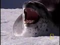 Emperor Penguins