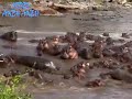 image Buaya Dimangsa Puluhan Kuda Nil Saat Buaya Memangsa Kuda Nil Di Sungai