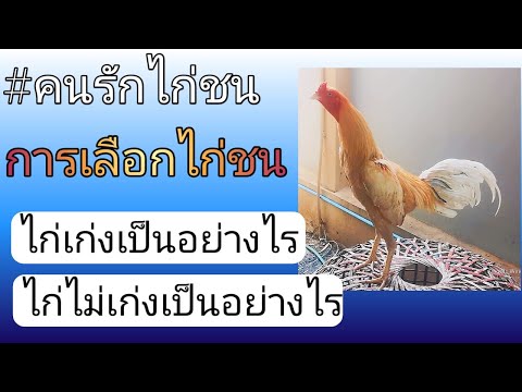 คนรักไก่ชน EP 3 ลักษณะไก่เก่ง และไม่เก่ง
