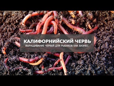 Выращивание червей как бизнес Выращивание червей как бизнес