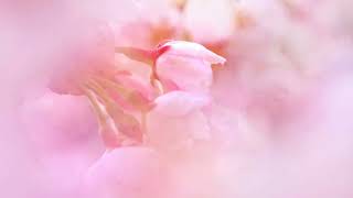 春うらら✿