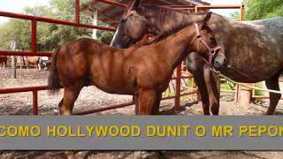 RANCHOLAROSA. CABALLOS AQHA, APHA, ApHC, CUARTO DE MILLA,APPALOOSAS Y PINTOS.