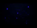 Adopte Fond Intro Adopte Fond Intro