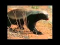 The Crazy Nastyass Honey Badger (original narration by Randall)