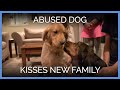Abused Dog Kisses New Family