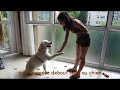 comment apprendre donne la patte a son chien