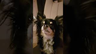Dog with whipped cream funny ❤