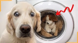 Funny Dog - Cute Is Not Enough - Funny Dogs Best Video Compilation