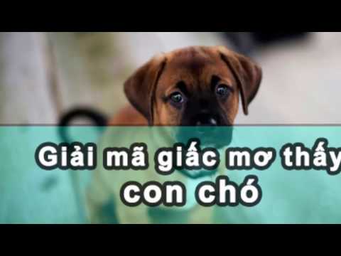 Nằm mơ thấy con chó là điềm gì ? Hên hay xui ?