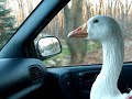 PET GOOSE OLIVER DIAPERED SEBASTOPOL GOOSE RIDING SHOTGUN IN PASSENGER SEAT OF CAR