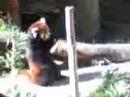 Red panda eat apple 01 リンゴを食べるレッサーパンダ