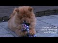 Chow chow puppy Desna