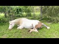 Moxie’s First Foal - American Paint Horse Giving Birth - Maximum White Foal