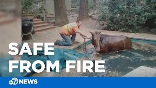 Horse found safe in Paradise pool after Camp Fire blazes through area