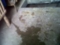 image Melatih Ayam Aduan 5 5 Bln