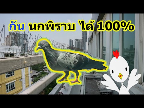 วิธีป้องกันนกพิราบ เบื่อขี้นกพิราบ - เจ้าไก่ขาวชาวโลก