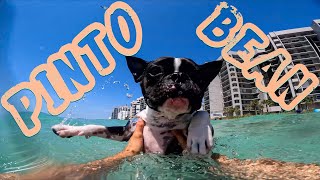 BEACH DOG - PINTO BEAN