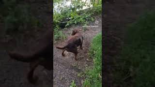 Brown Norwegian Rat Destroyed By Rollo The Patterdale Terrier