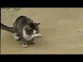 King Cobra Vs Cat Fight