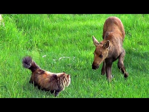Cat vs Moose - Stalking Moose Twins Pt. 2 - Homer Alaska