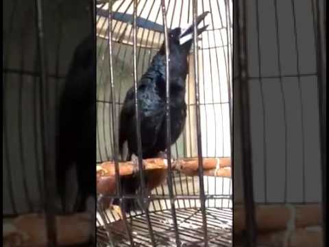 VIDEO : burung jagal papua hitam - burungyang ada di kawasan timur indonesia umumnya memiliki keunikan yang membedakannya dariburungyang ada di kawasan timur indonesia umumnya memiliki keunikan yang membedakannya dariburung-burungyang ada ...