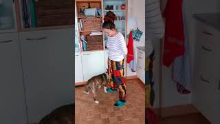The Cutest Dog Ever, Learned New Trick. English Bullterrier Best Dog Skill