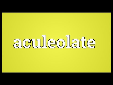 Header of Aculeolate