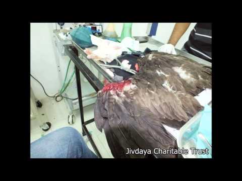 Tuta Tuta Ek Parinda (Save Birds during Uttrayan) 2014