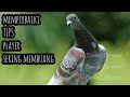 Tips memperbaiki merpati (player) yang sering ngebuang