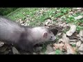Ferrets Rita Digger images Ferrets Rita Digger