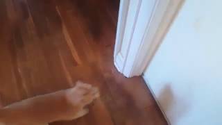 My cat caught a baby rabbit and brought it into the house