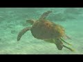 scuba diving