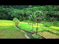 FREE VIDEO BACKGROUND PEMANDANGAN SAWAH DI DESA (VIEW BY DRONE 4K)