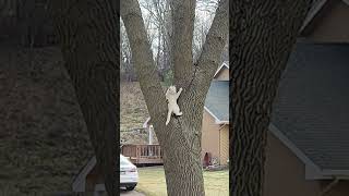Catapulting With Eli The Cat- Funny Dismount From Tree