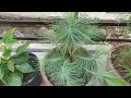 How To Grow & Care Pine Tree/ Plant In Pots - Pine Tree Plant Care / The Right Gardening