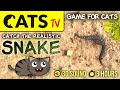 CAT GAMES 😻 Realistic SNAKE 🐍 [CATS TV] Entertainment For Cats