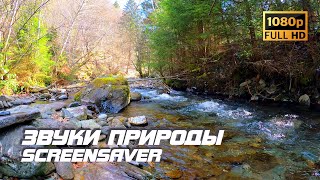 Живая Природа - Река В Лесу | Звуки Природы | Звуки Реки | Релаксация | Снятие Стресса | Заставка Тв