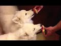 Dogs like watermelon