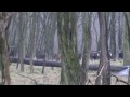 Lov muflona CZ557