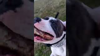 Cute Puppies Play With A Stick