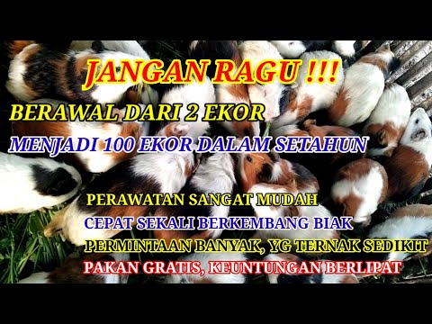 PELUANG USAHA TERNAK MARMUT  YANG SANGAT MENJANJIKAN