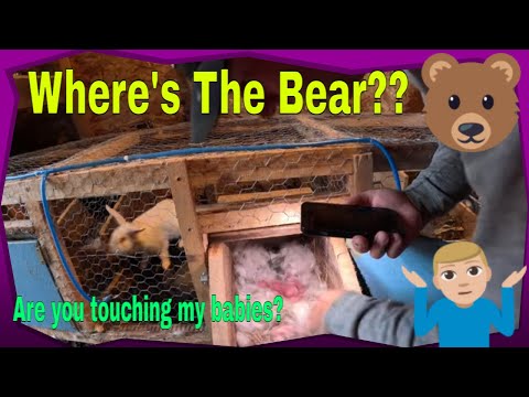 Bear hunting skills, baby rabbits and some pork Ep.176 Bear hunting skills, baby rabbits and some pork Ep.176