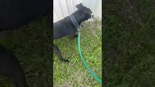American Pitbull Territor
