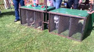 Mr Poacher, Terrier Racing