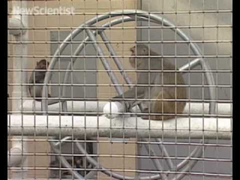 New Scientist video round-up - November 23, 2007