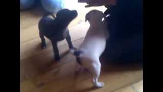 Amber Staffie Pupps