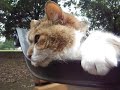 Cat relaxing on a bench 猫がベンチでリラックス
